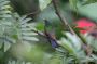 Trinidad2005 - 033 * Copper-rumped Hummingbird.